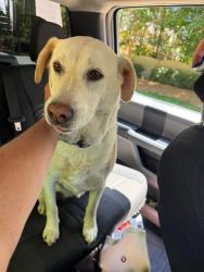 Found/Stray Unknown Dog last seen West Lake road-Apex, Wake County, NC 27539