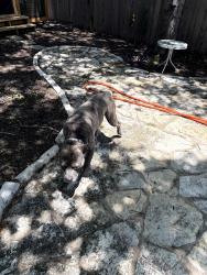 Found/Stray Male Dog last seen South First & St. Elmo in South Austin, Austin, TX 78745