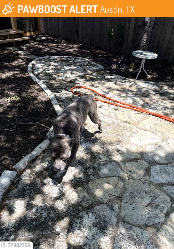 Found/Stray Male Dog last seen South First & St. Elmo in South Austin, Austin, TX 78745