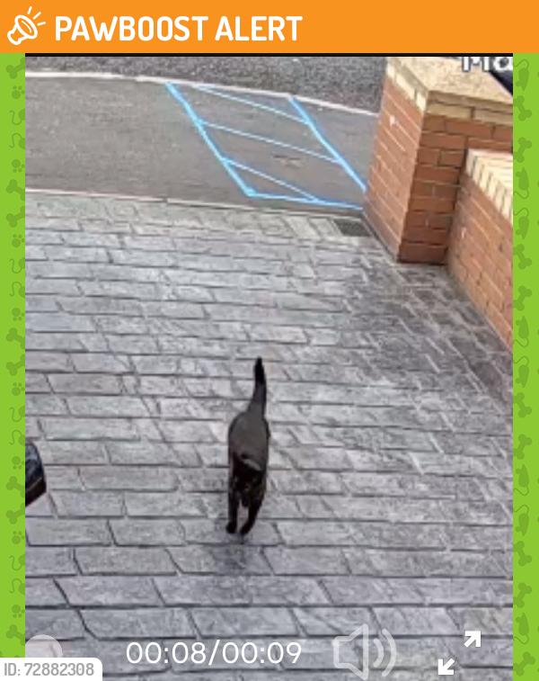 Found/Stray Unknown Cat last seen Greenwood avenue , West Midlands, England B68