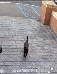 Found/Stray Unknown Cat last seen Greenwood avenue , West Midlands, England B68