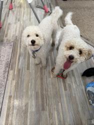 Found/Stray Unknown Dog last seen Indiana, Spokane, WA 99260