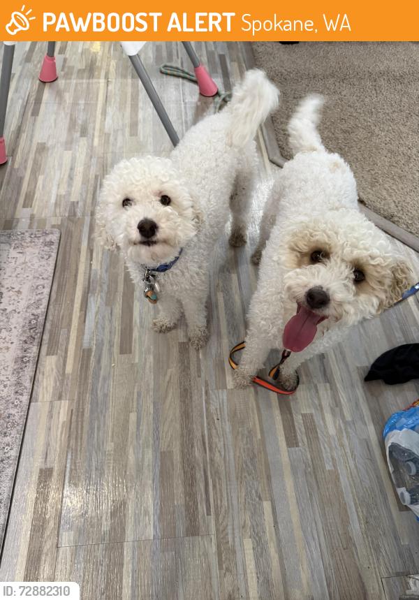 Found/Stray Unknown Dog last seen Indiana, Spokane, WA 99260