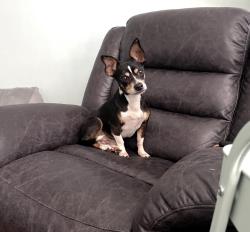 Lost Male Dog last seen Close to 6 points , Mooresboro, NC 28114
