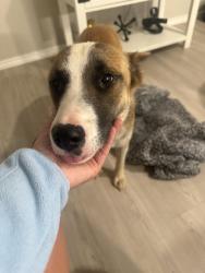 Found/Stray Female Dog last seen del lago pkwy and 281 near mission del lago, San Antonio, TX 78221