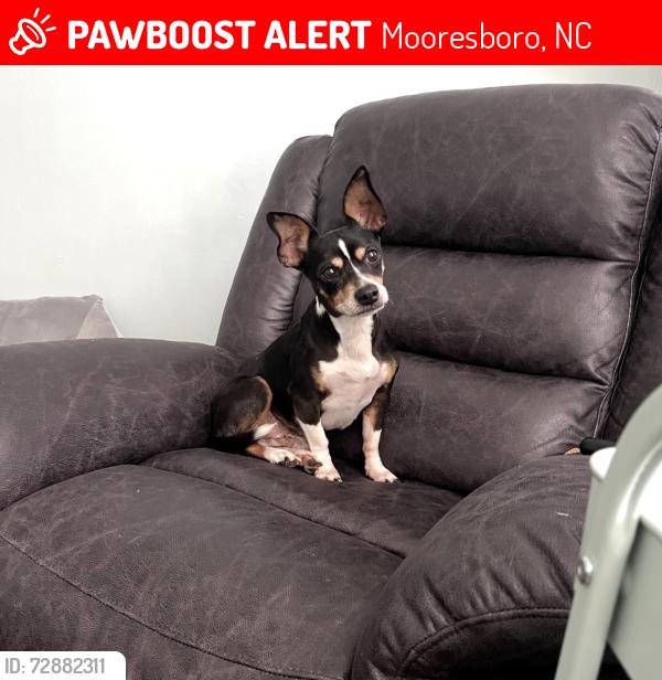 Lost Male Dog last seen Close to 6 points , Mooresboro, NC 28114