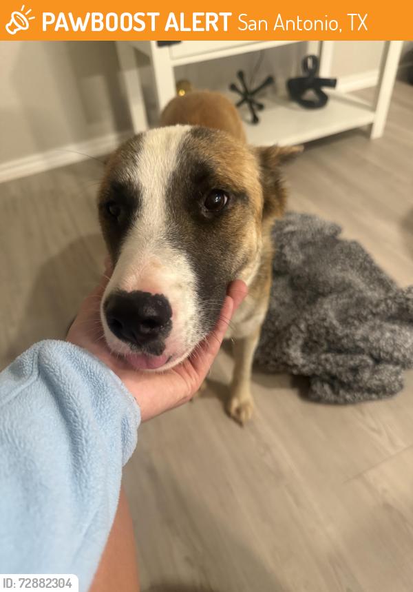 Found/Stray Female Dog last seen del lago pkwy and 281 near mission del lago, San Antonio, TX 78221