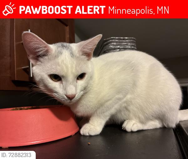 Lost Male Cat last seen Near school, Minneapolis, MN 55407