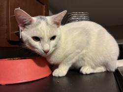 Lost Male Cat last seen Near school, Minneapolis, MN 55407