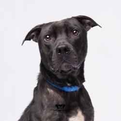 Shelter Stray Male Dog last seen , Tampa, FL 33607