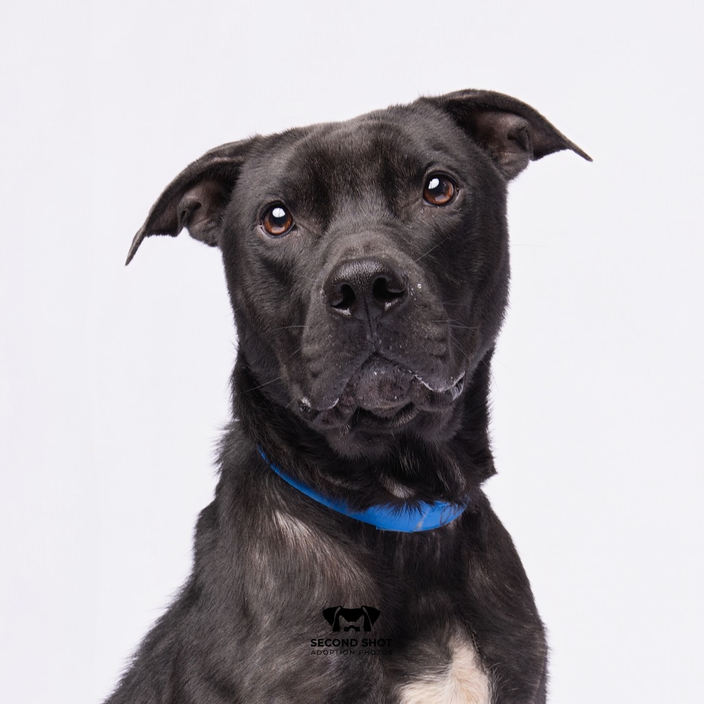 Shelter Stray Male Dog last seen , 3607 N Armenia Ave, Tampa, FL 33607, USA