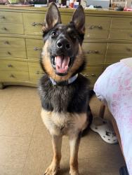 Found/Stray Female Dog last seen Alameda & 24th, Vernon, CA 90058