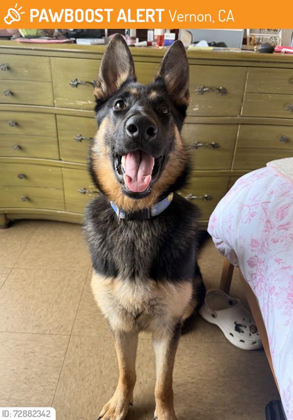 Found/Stray Female Dog last seen Alameda & 24th, Vernon, CA 90058