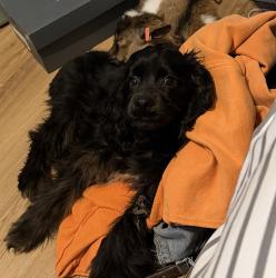 Lost Male Dog last seen Homer Ave Kansas City , Kansas City, KS 66101