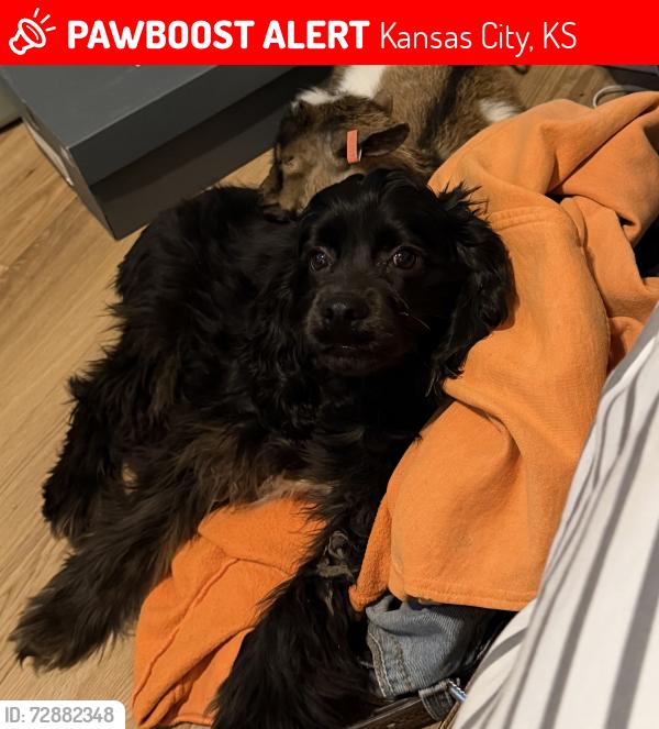 Lost Male Dog last seen Homer Ave Kansas City , Kansas City, KS 66101