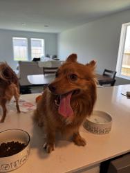 Found/Stray Male Dog last seen Anniston Lakes in Katy Texas , Harris County, TX 77493