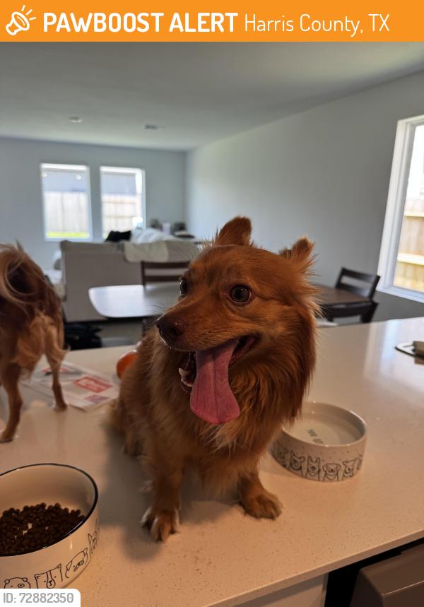 Found/Stray Male Dog last seen Anniston Lakes in Katy Texas , Harris County, TX 77493