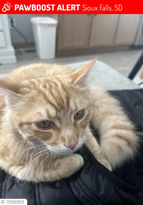 Lost Male Cat last seen Ellis , Sioux Falls, SD 57106
