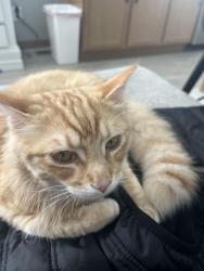 Lost Male Cat last seen Ellis , Sioux Falls, SD 57106