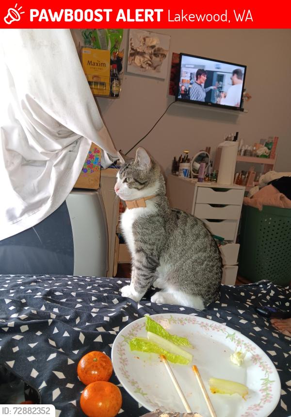 Lost Male Cat last seen Lakewood wa, Lakewood, WA 98499