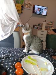 Lost Male Cat last seen Lakewood wa, Lakewood, WA 98499