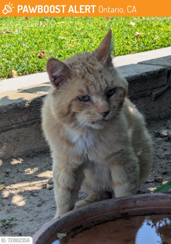 Found/Stray Male Cat last seen Mountain and Phillips, Ontario, CA 91762