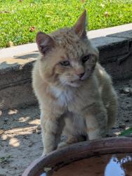 Found/Stray Male Cat last seen Mountain and Phillips, Ontario, CA 91762