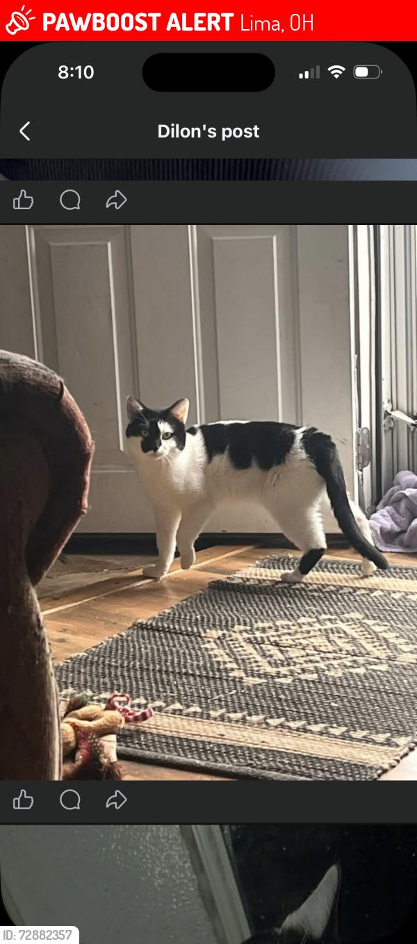 Lost Male Cat last seen West spring street , Lima, OH 45805