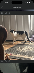 Lost Male Cat last seen West spring street , Lima, OH 45805