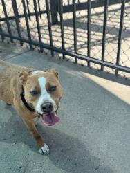 Lost Female Dog last seen South goose creek blvd and redbank, Goose Creek, SC 29445