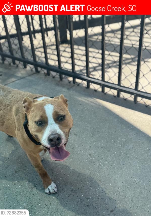 Lost Female Dog last seen South goose creek blvd and redbank, Goose Creek, SC 29445