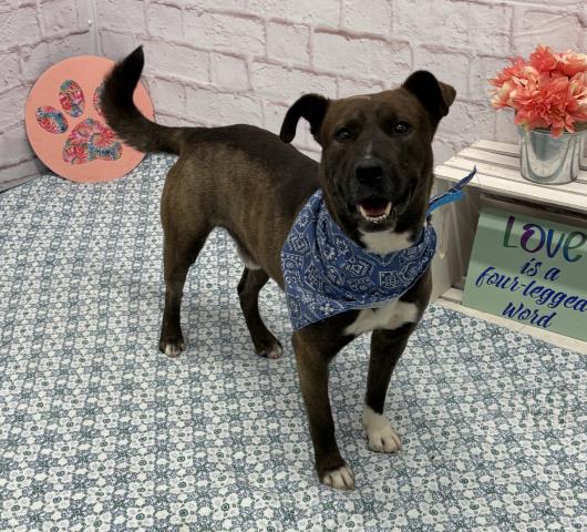 Shelter Stray Male Dog last seen Near BLOCK VAN DYKE ST, DETROIT MI 48234, Detroit, MI 48211