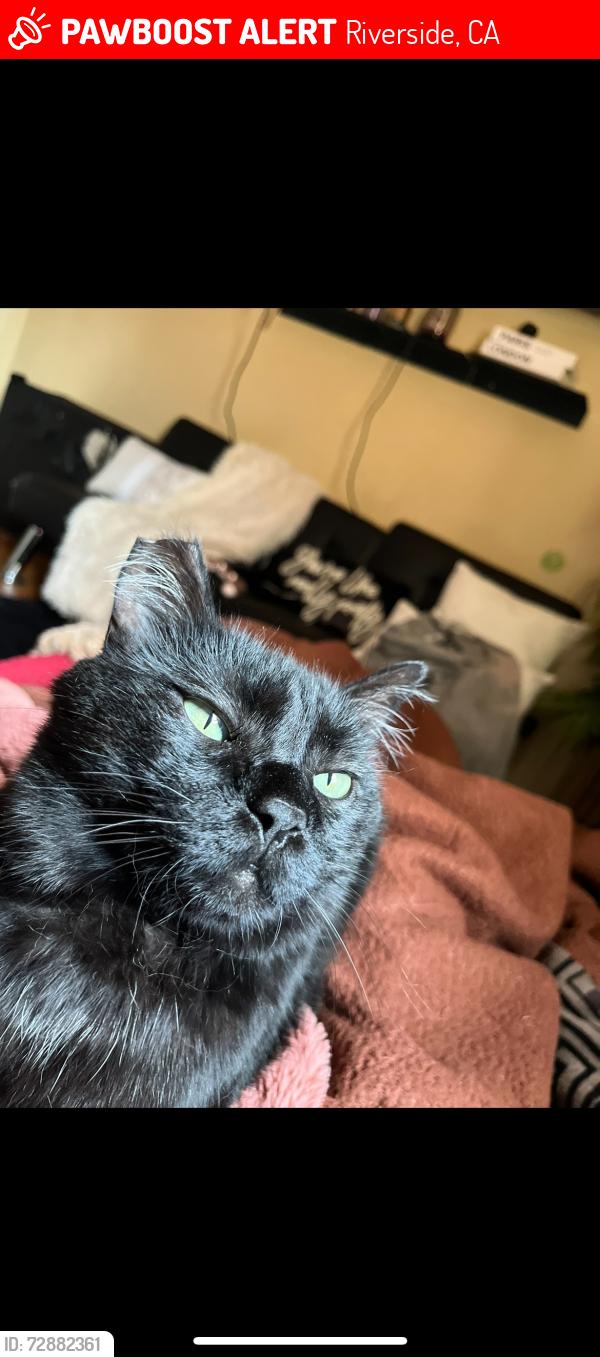 Lost Male Cat last seen Yellowstone and San Simeon way , Riverside, CA 92506