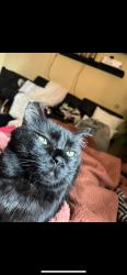 Lost Male Cat last seen Yellowstone and San Simeon way , Riverside, CA 92506