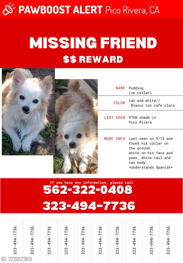 Lost Male Dog last seen Burke middle school, Pico Rivera, CA 90660