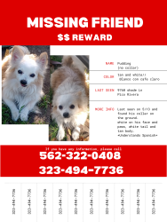 Lost Male Dog last seen Burke middle school, Pico Rivera, CA 90660
