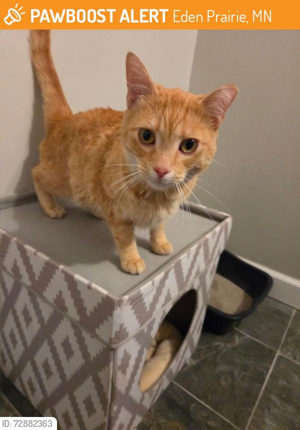 Found/Stray Female Cat last seen Miller Park, Eden Prairie, MN 55347