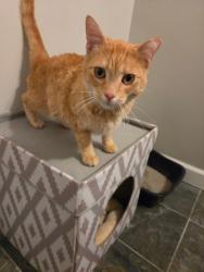 Found/Stray Female Cat last seen Miller Park, Eden Prairie, MN 55347