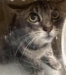 Shelter Stray Female Cat last seen , Los Angeles, CA 90025
