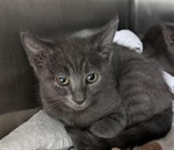 Shelter Stray Male Cat last seen , Los Angeles, CA 90025