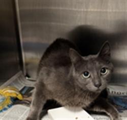 Shelter Stray Female Cat last seen , Los Angeles, CA 90025