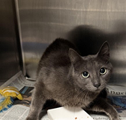 Shelter Stray Female Cat last seen , Los Angeles, CA 90025