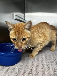 Shelter Stray Female Cat last seen FITE RD, Pearland, TX 77581