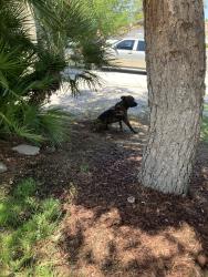 Found/Stray Male Dog last seen Applecrest, Las Vegas, NV 89108