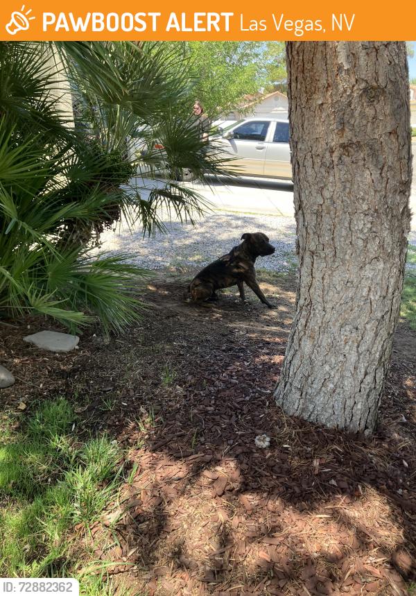 Found/Stray Male Dog last seen Applecrest, Las Vegas, NV 89108