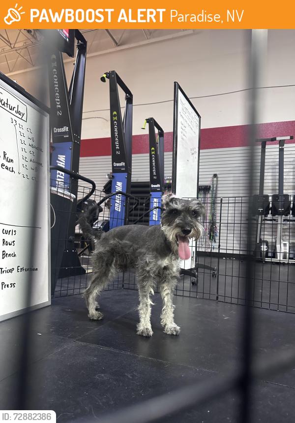 Found/Stray Male Dog last seen Eastern and warm springs, Paradise, NV 89120