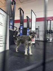 Found/Stray Male Dog last seen Eastern and warm springs, Paradise, NV 89120