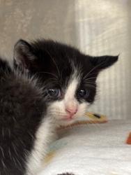 Shelter Stray Unknown Cat last seen , Sanford, FL 32773