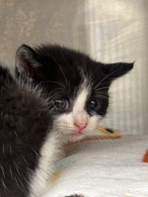 Shelter Stray Female Cat last seen , 232 Eslinger Way, Sanford, FL 32773, USA