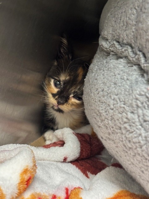 Shelter Stray Female Cat last seen , 232 Eslinger Way, Sanford, FL 32773, USA